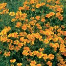 25 Tangerine Gem Marigold Seeds for Garden Planting