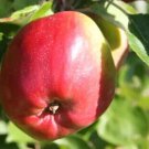 25 Berner Rosen Apple Seeds for Garden Planting