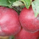 25 Gladstone Apple Seeds for Garden Planting