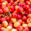 10 Queen Anne Cherry Seeds for Garden Planting