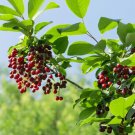 10 Pin Cherry Seeds for Garden Planting