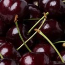 10 Kordia Cherry Seeds for Garden Planting
