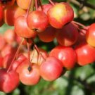 25 Red Sentinel Crabapple Seeds for Garden Planting