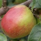 25 Mother Apple Seeds for Garden Planting