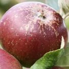 25 Dabinett Apple Seeds for Garden Planting