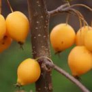 25 Comtesse de Paris Crabapple Seeds for Garden Planting