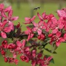 25 Purpurea Evelyn Crabapple Seeds for Garden Planting
