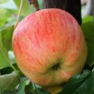 25 Estivale Apple Seeds for Garden Planting