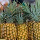 15 Hilo Pineapple Seeds for Garden Planting
