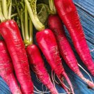 500 Long Scarlet Radish Seeds for Garden Planting