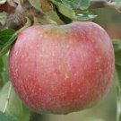 25 George Cave Apple Seeds for Garden Planting