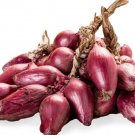 500 Tropea Lunga Onion Seeds for Garden Planting