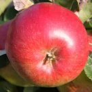 25 Wealthy Apple Seeds for Garden Planting