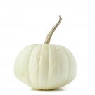 25 White (Ghost) Pumpkin Seeds for Garden Planting