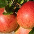 25 Fiesta Apple Seeds for Garden Planting