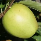 25 Mutsu Apple Seeds for Garden Planting