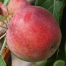 25 Harry Masters Jersey Apple Seeds for Garden Planting