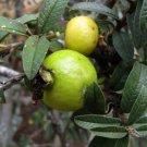 50 Psidium Guajava Nana Guava Seeds for Garden Planting