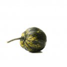 25 Starry Night Squash Seeds for Garden Planting