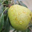 25 Silver Sail Pear Seeds for Garden Planting
