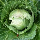 500 Jersey Wakefield Cabbage Seeds for Garden Planting
