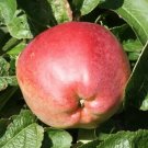 25 Priscilla Apple Seeds for Garden Planting