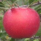 25 Melrose Apple Seeds for Garden Planting