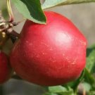 25 Rajka Apple Seeds for Garden Planting