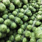 500 Gustus Brussels Sprouts Seeds for Garden Planting
