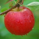 25 Hamid's Red Pippin Apple Seeds for Garden Planting