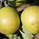 25 Lemon Pippin Apple Seeds for Garden Planting