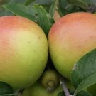 25 King of the Pippins Apple Seeds for Garden Planting