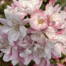 25 Snowcloud Crabapple Seeds for Garden Planting