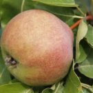 25 Catillac Pear Seeds for Garden Planting