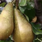 25 Conference Pear Seeds for Garden Planting