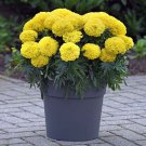 25 Inca Yellow Marigold Seeds for Garden Planting