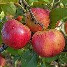25 Rubinola Apple Seeds for Garden Planting