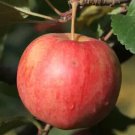 25 Chestnut Crab Crabapple Seeds for Garden Planting