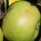 25 Bramley 20 Apple Seeds for Garden Planting
