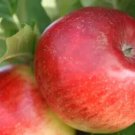 25 Santana Apple Seeds for Garden Planting