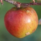 25 Bright Future Apple Seeds for Garden Planting