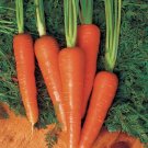 1000 Moonraker Carrot Seeds for Garden Planting