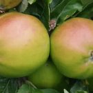 25 Scotch Bridget Apple Seeds for Garden Planting