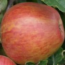 25 Jupiter Apple Seeds for Garden Planting