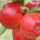25 Redfree Apple Seeds for Garden Planting