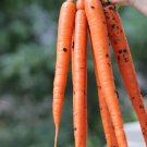 1000 Imperator Carrot Seeds for Garden Planting