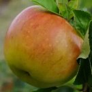 25 Bountiful Apple Seeds for Garden Planting