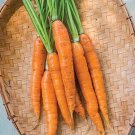 1000 Touchon Carrot Seeds for Garden Planting