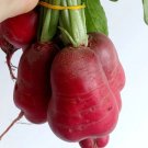500 Crimson Giant Radish Seeds for Garden Planting