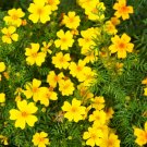 25 Lemon Gem Marigold Seeds for Garden Planting
